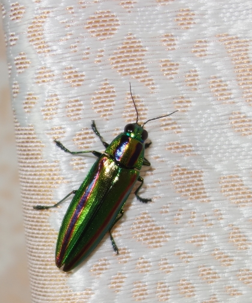 憧れの虫