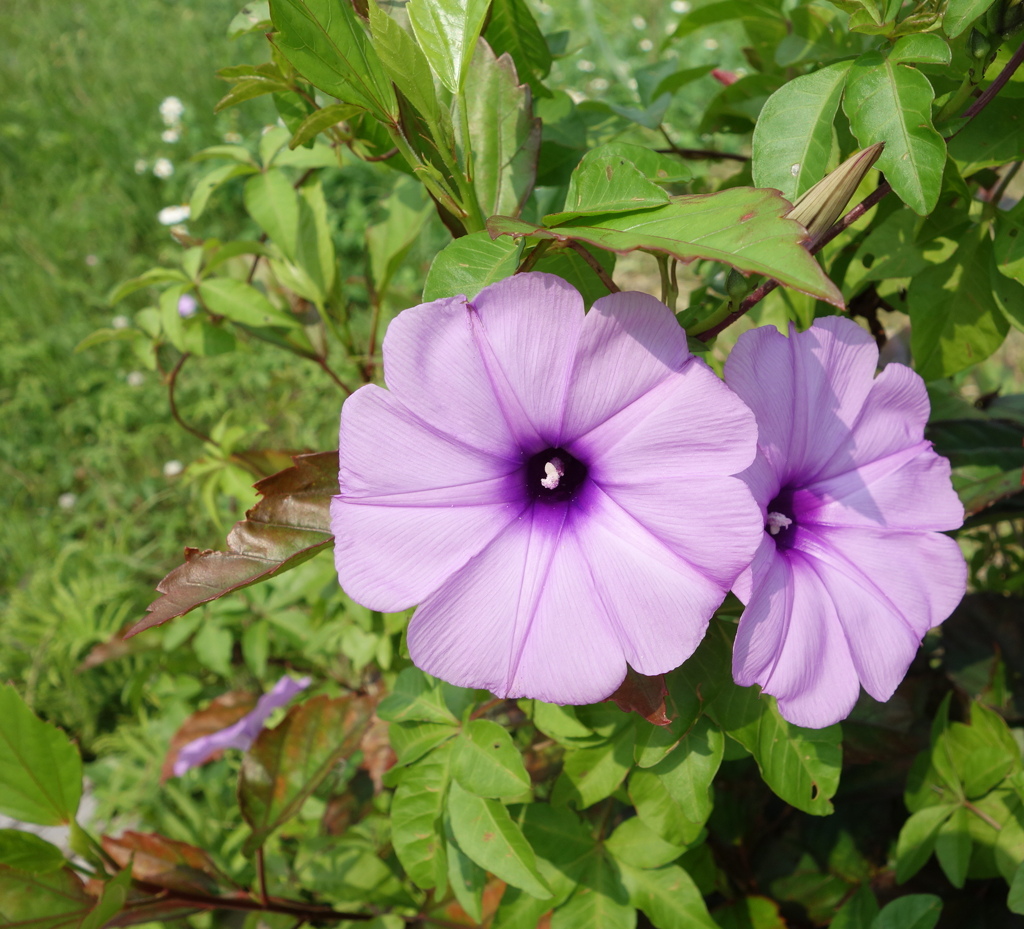 沖縄の花　その2