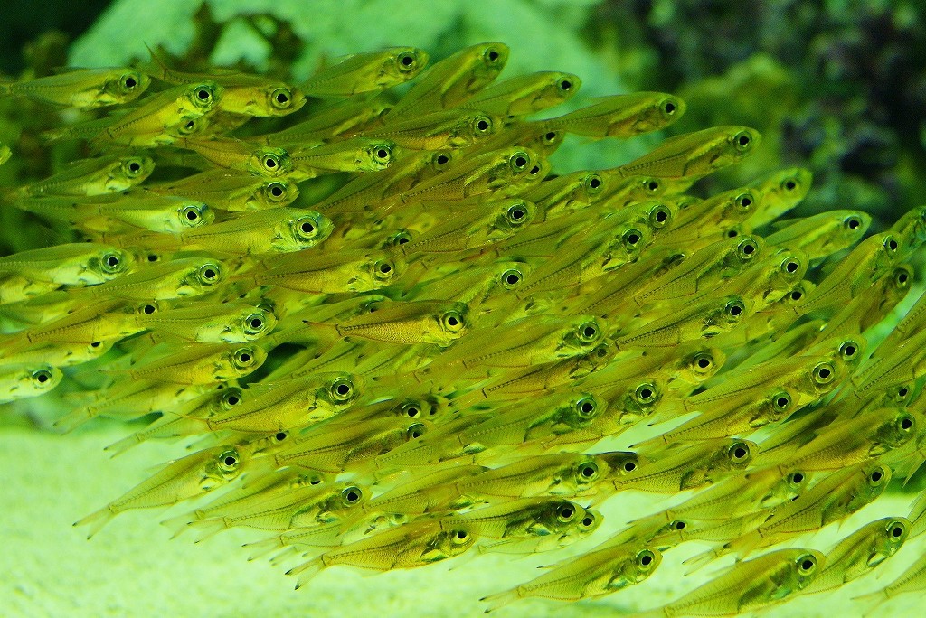 10126754406000042500_rk7yvo16la