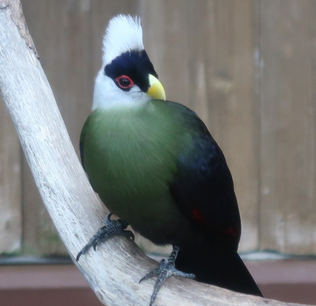 隣が騒がしいようだな　その18