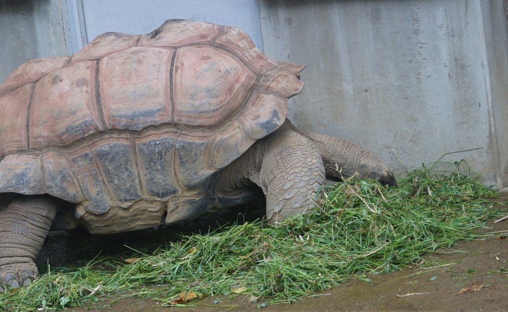 野菜生活　その5