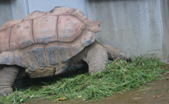 野菜生活　その5