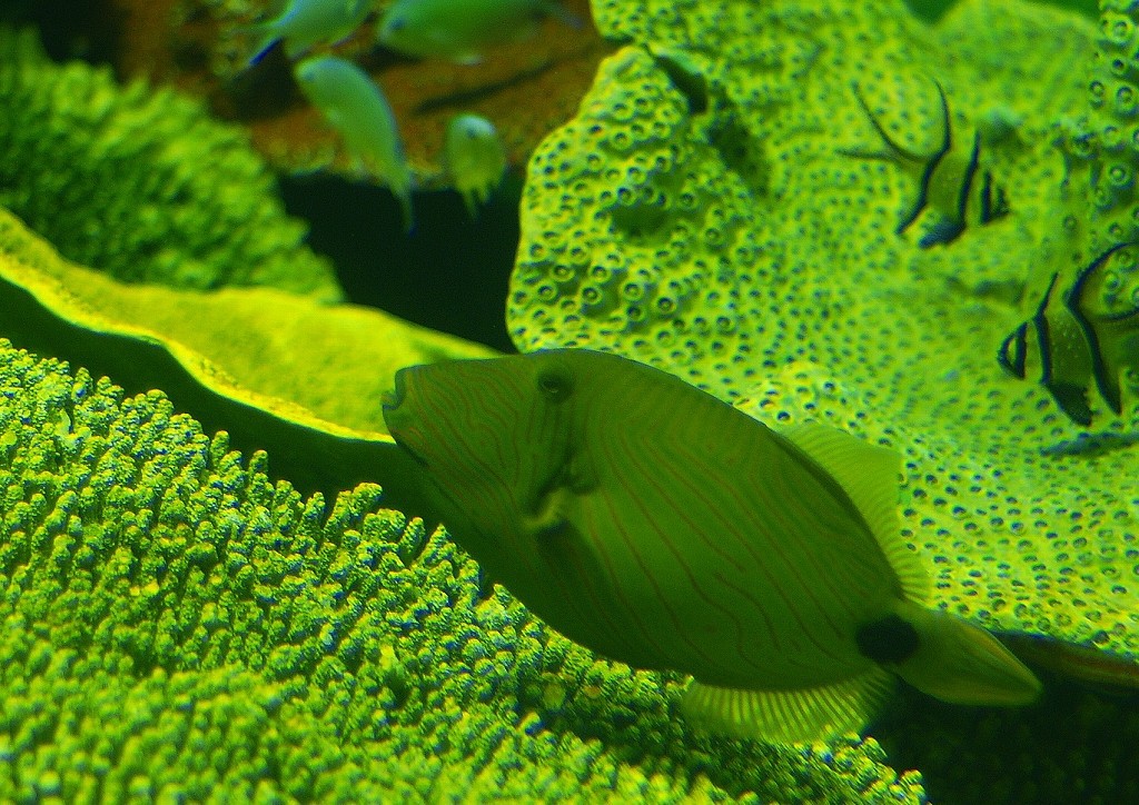 10133672586300042500_xt1sgkujla