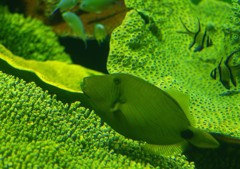 10133672586300042500_xt1sgkujla