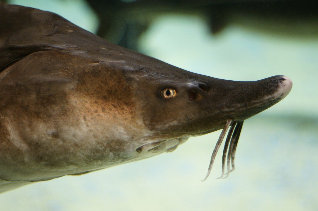 10234616501700042500_pqjbsve8la