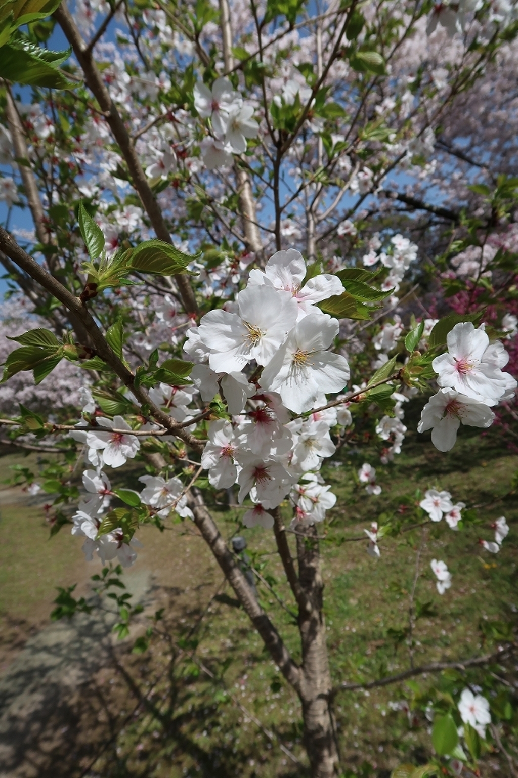 京都の春