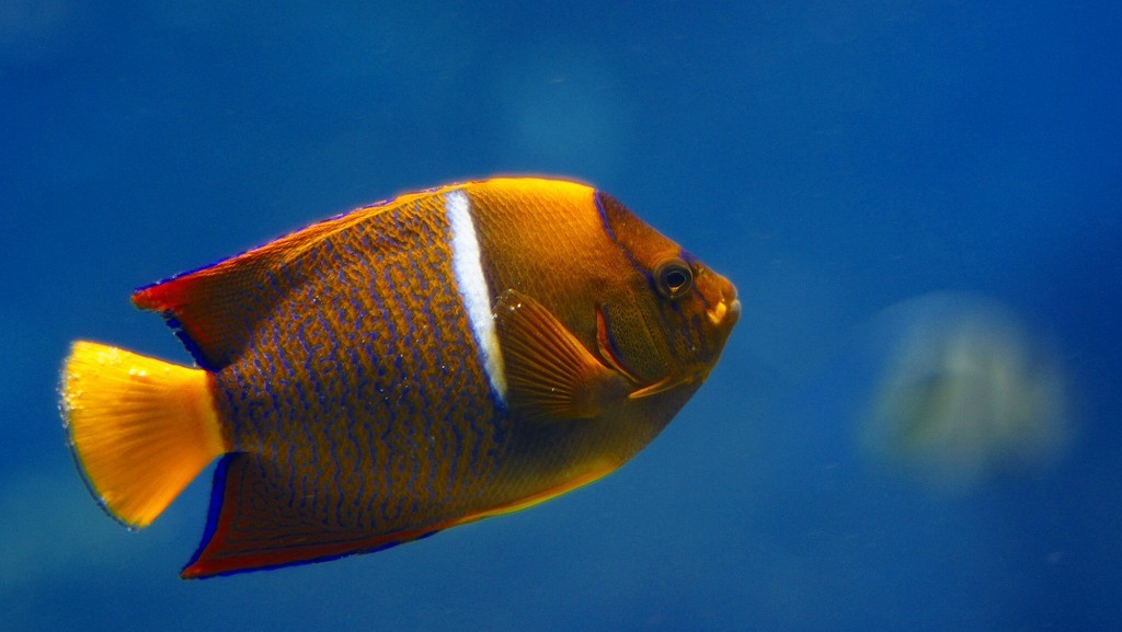 10334296289900042500_ft0fu8jula