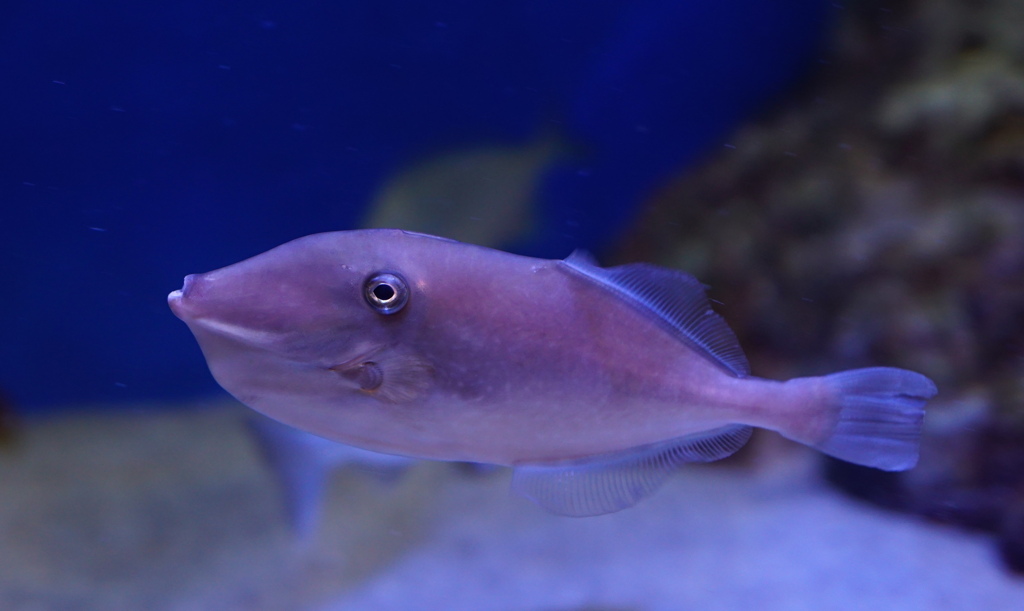 おちょぼぐち～　その87