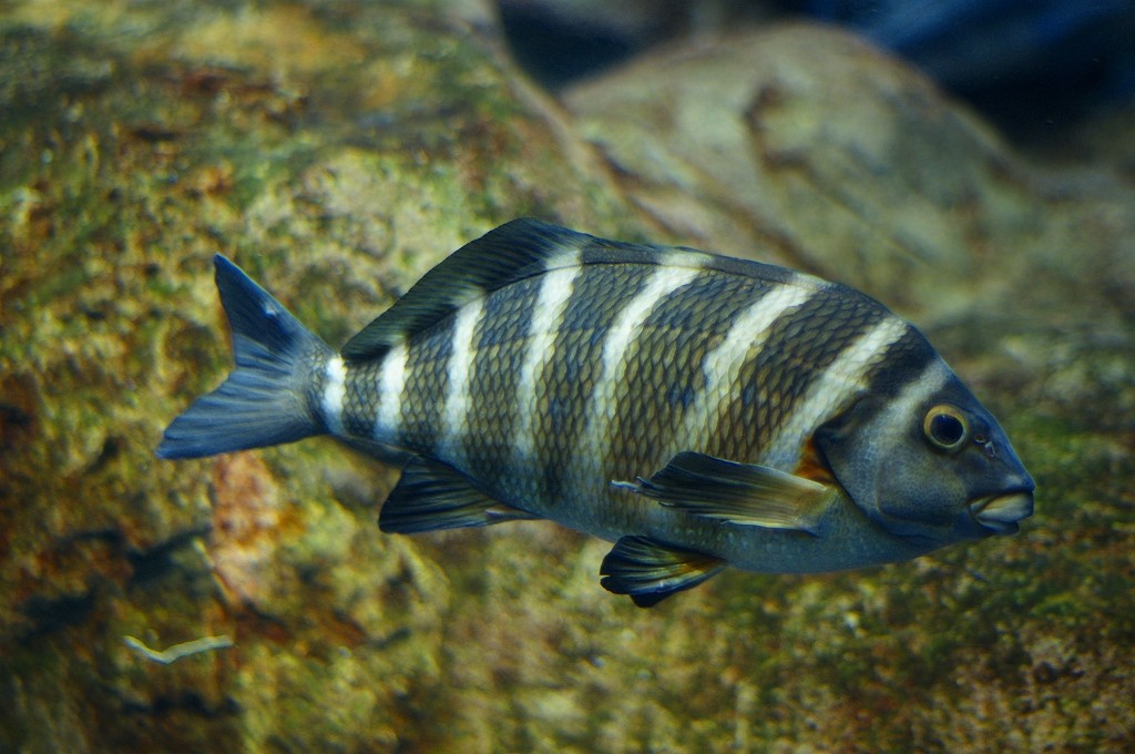 10129993336300042500_27ms52awla