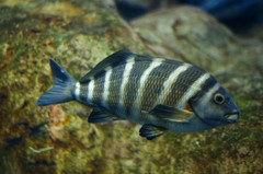 10129993336300042500_27ms52awla