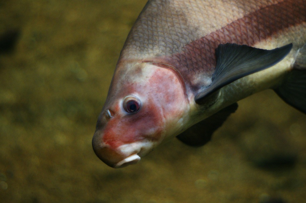 10335622935300042500_7kmvimhgla