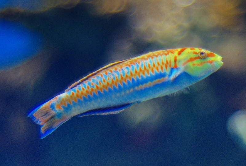 10428586285600042500_7z4vu92ola