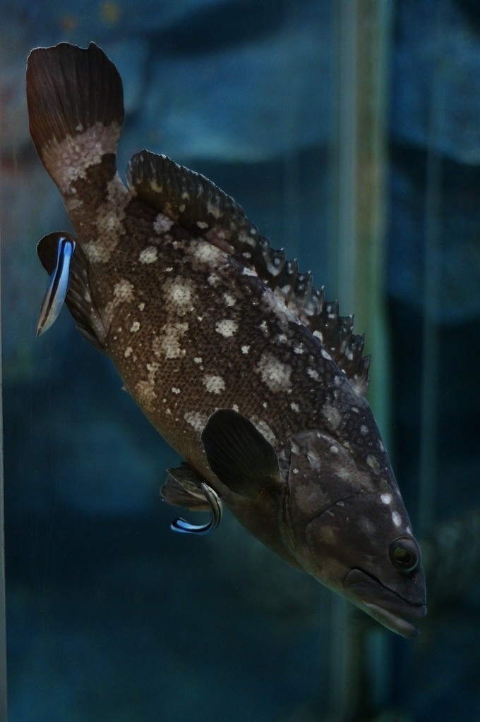 10234569831800042500_tdgfalzwla