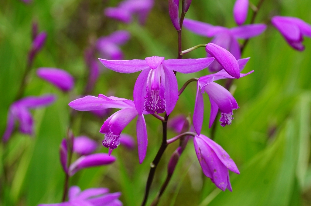 Sexual Violet No.1