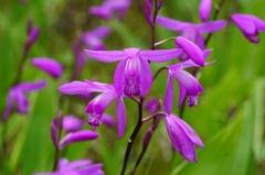 Sexual Violet No.1