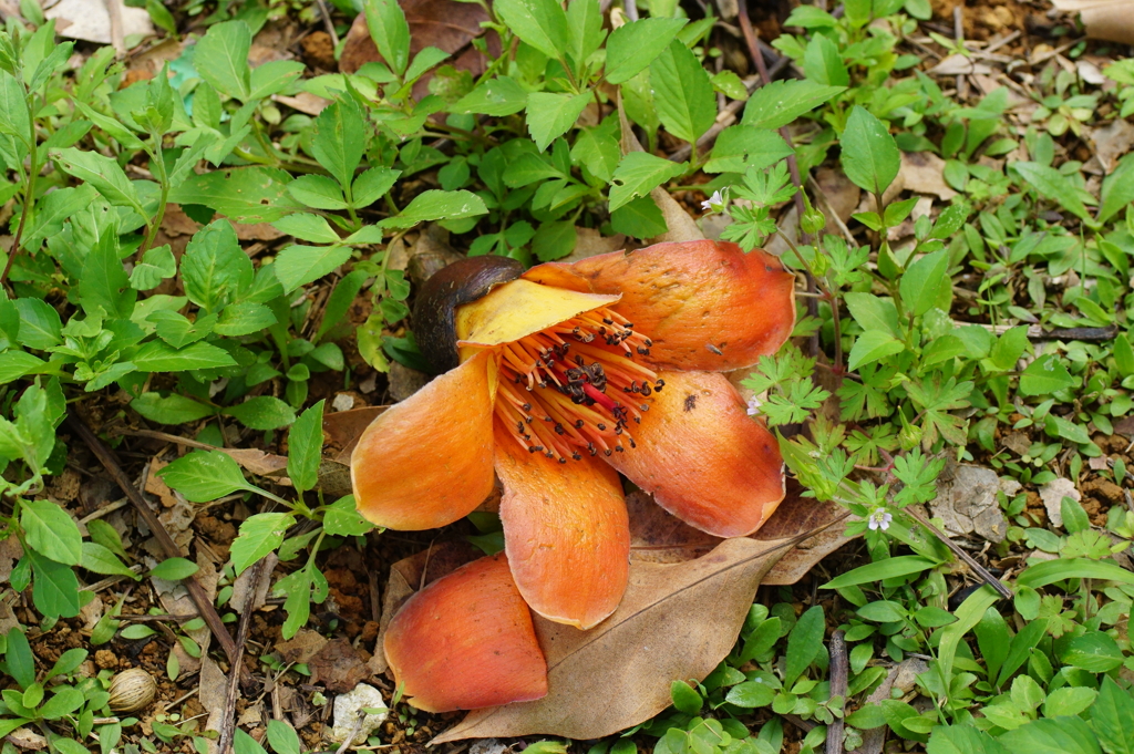 沖縄の花　その5