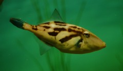 10227108740000042500_u4gonumnla