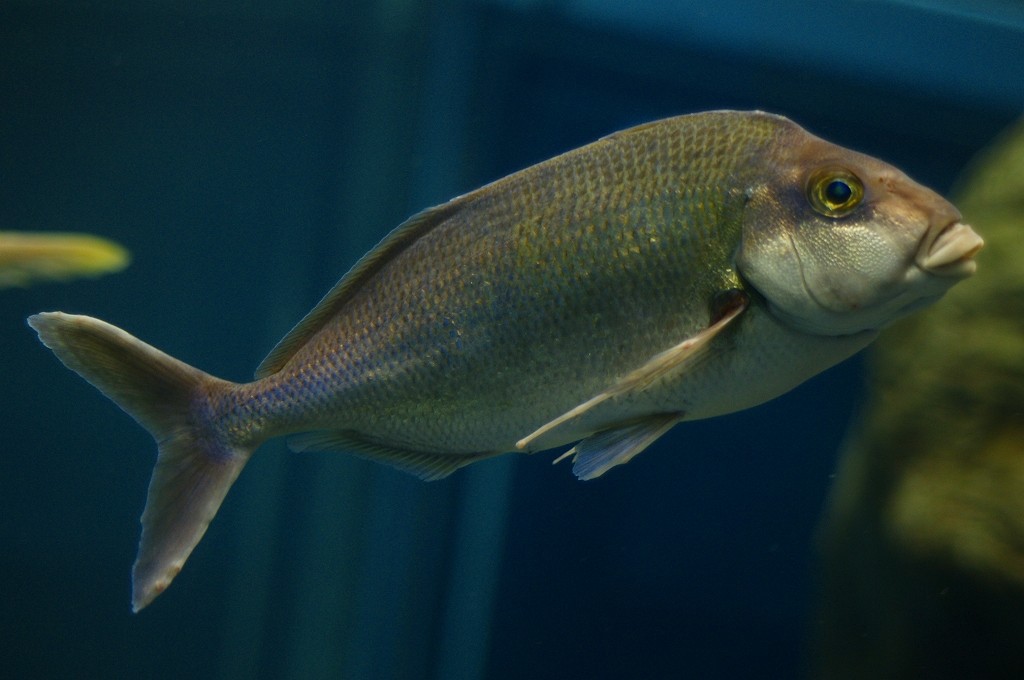 10229993336600042500_iywkb1pnla