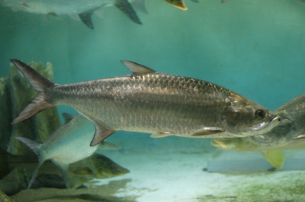 10134616501500042500_ny5o9vrpla