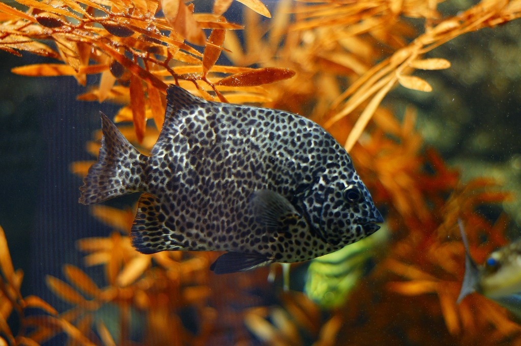 10234356460700042500_ro25hzq2la