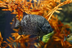 10234356460700042500_ro25hzq2la