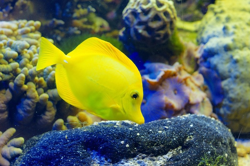 10328871158000042500_k7lnb8izla