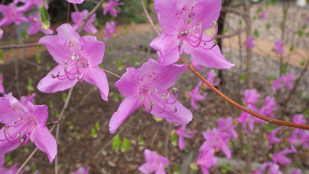 春の公園から　その5
