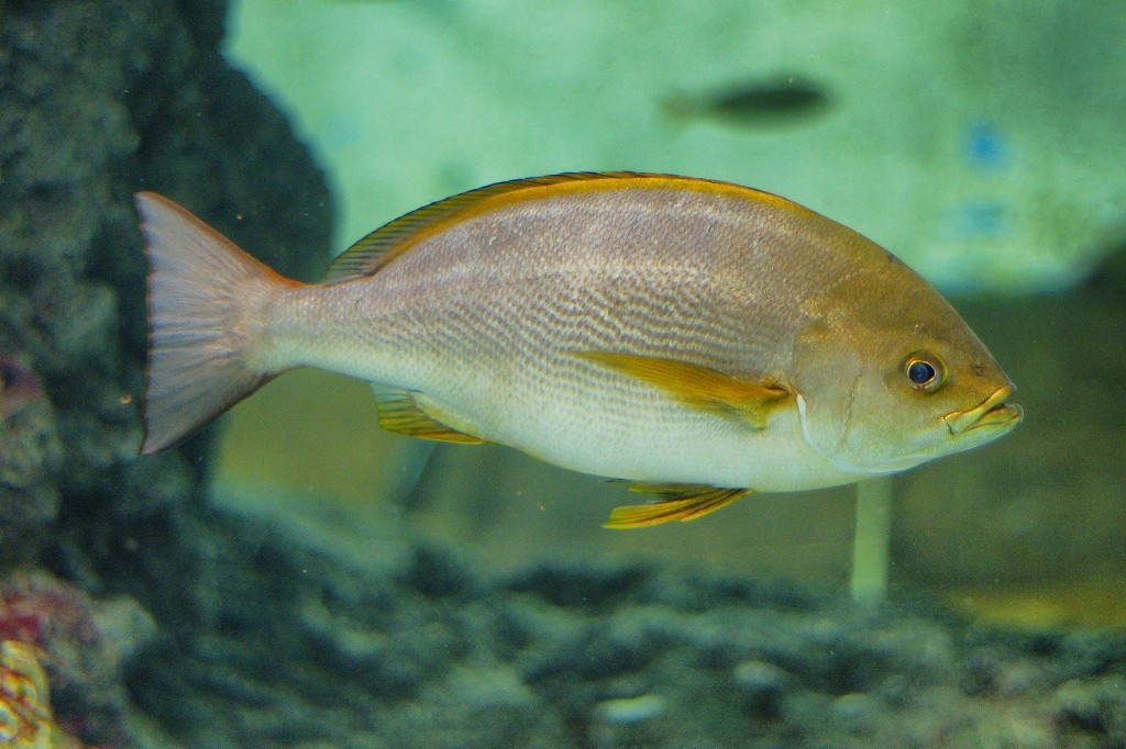 10127522136800042500_1a2fuvqjla