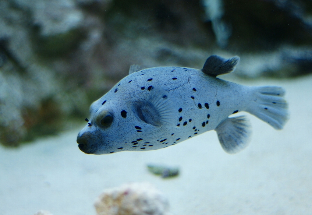 憎めないヤツ　その３