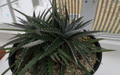 トゲ自慢　その15