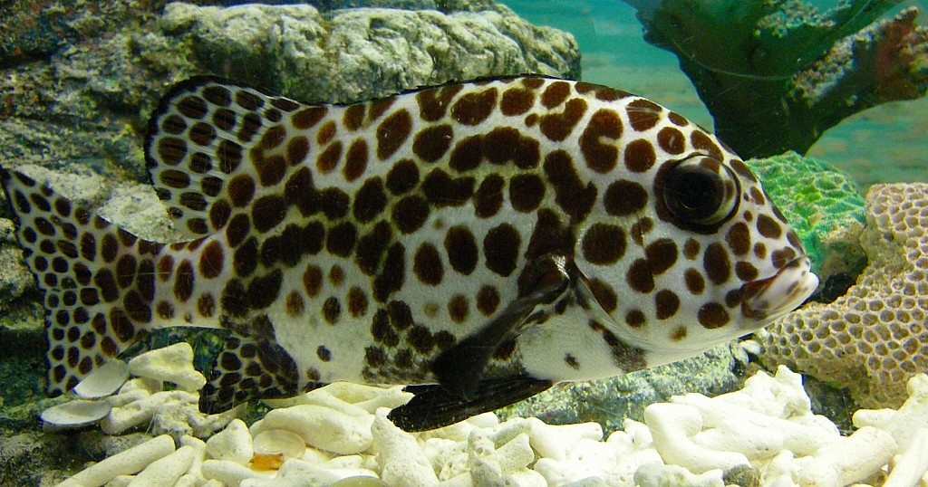 10327113619400042500_lk3vrya2la