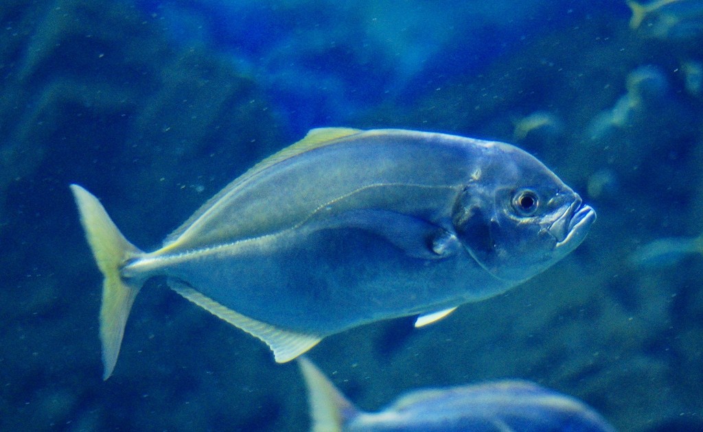 10126742317200042500_uokruy1fla