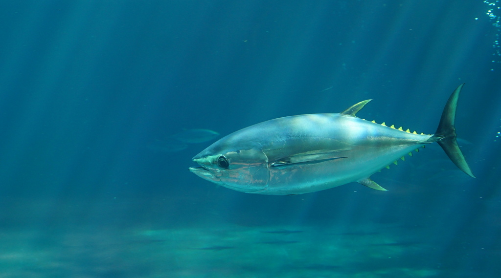 陽光　浴びて　その4