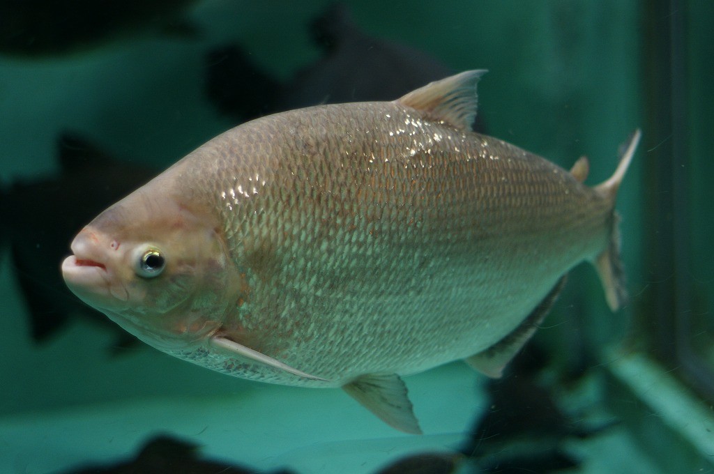 10234828140600042500_cxqioxvqla