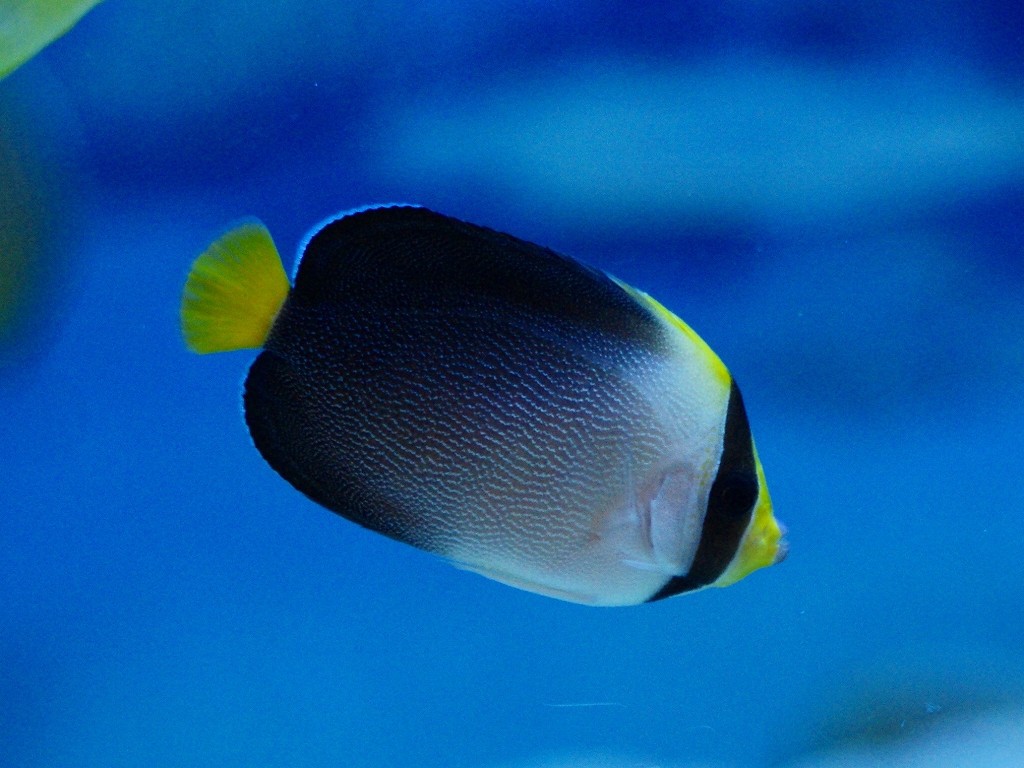 10226884158100042500_23a62a63la