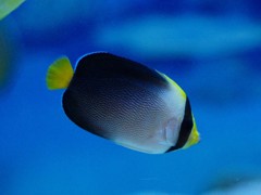 10226884158100042500_23a62a63la