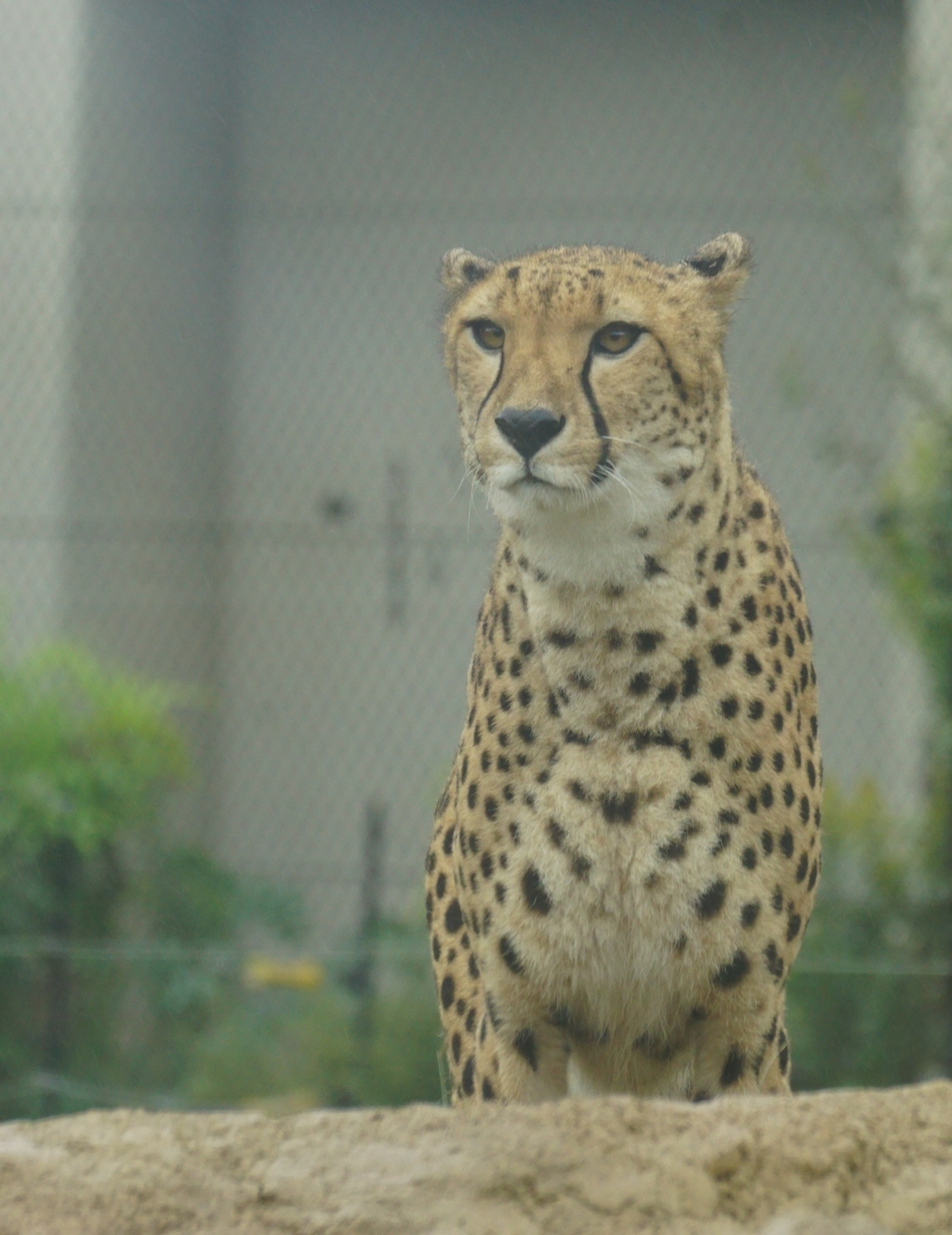 むむ、何奴　その7