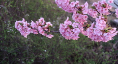 春の公園から