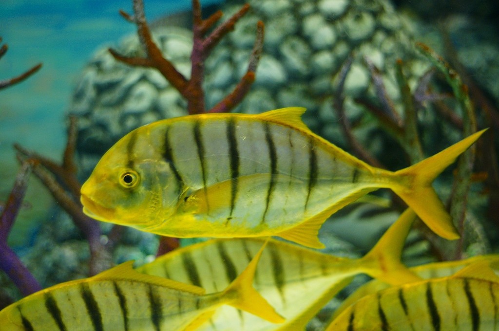 10233830481600042500_t86xvsnala