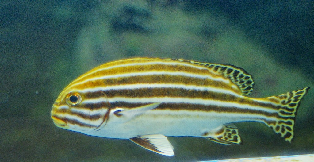 10127493474100042500_f35w9t5xla