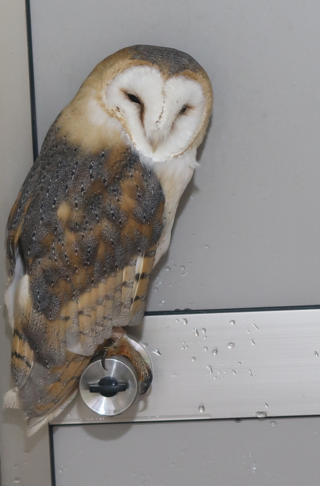 予期せぬ訪問者