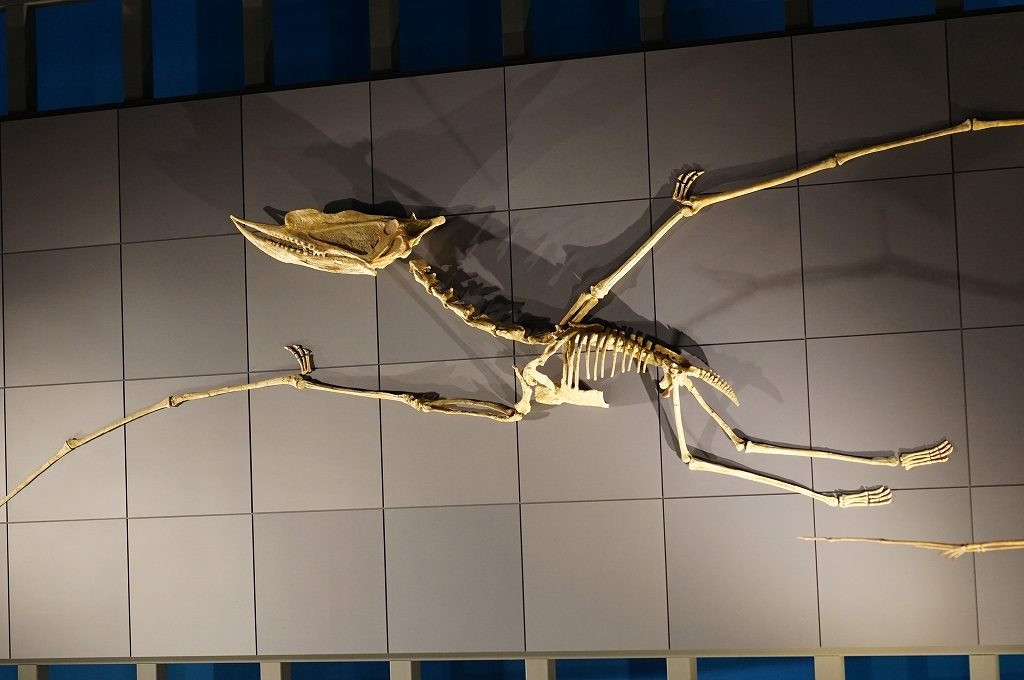 鳥人間コンテストに出るつもり