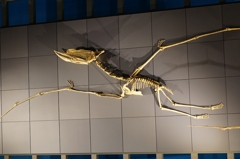 鳥人間コンテストに出るつもり