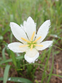 秋雨模様　その2