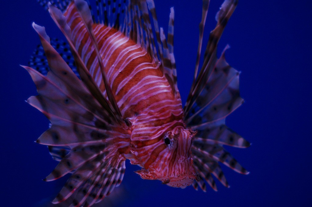 10237386330100042500_ecrnsxwrla