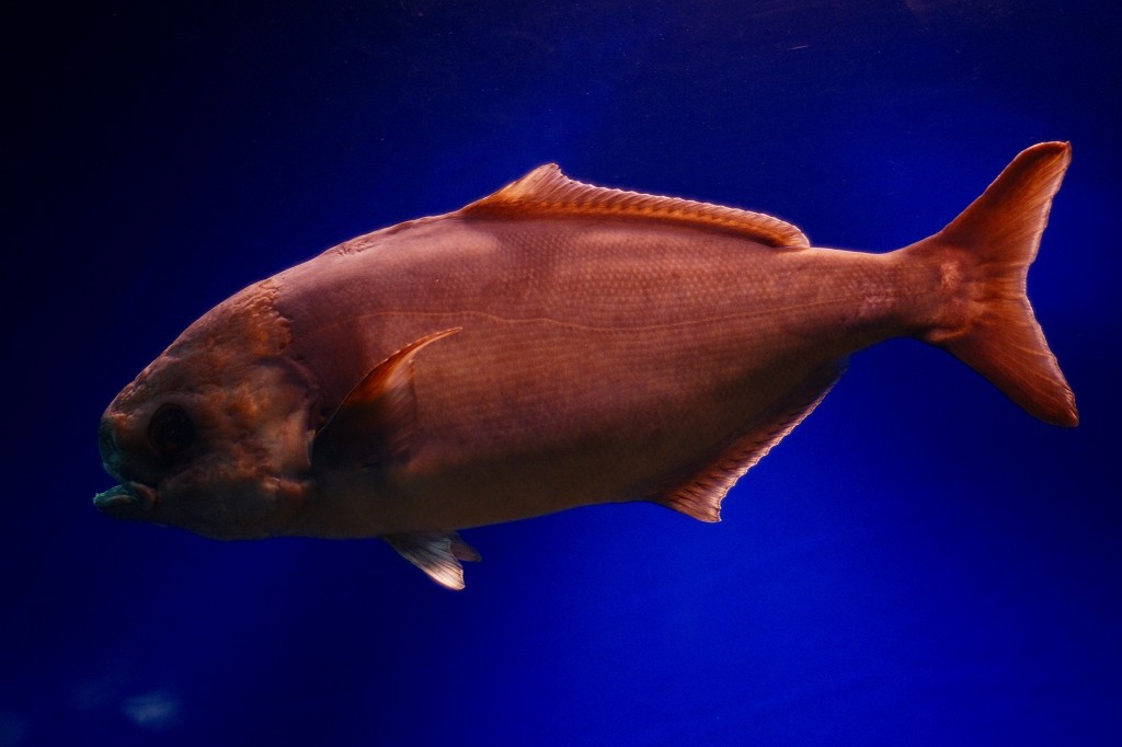 10130244530600042500_aozrm48qla