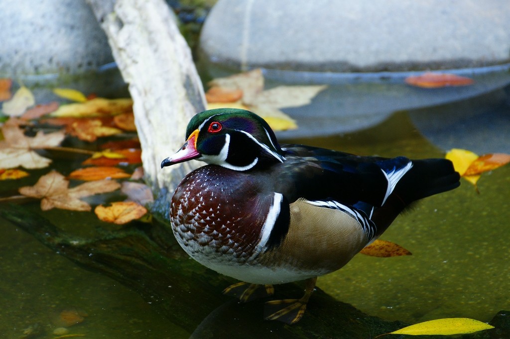 10329829675200042500_uw5qderkla