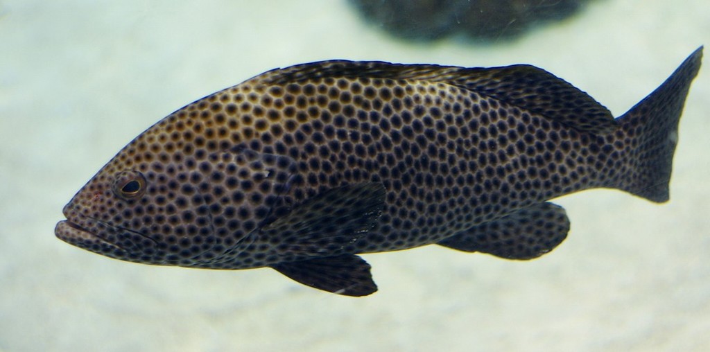 10125795331000042500_d7y6wypola