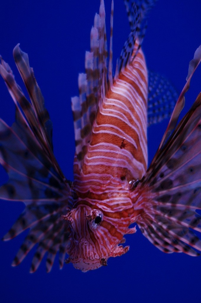 10137386329900042500_ue5sxwm2la