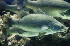 10135416041300042500_ridramzgla